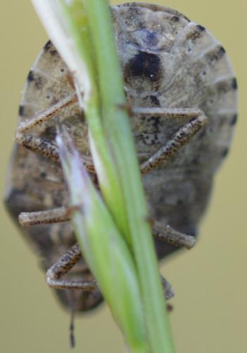 Eurygaster maura